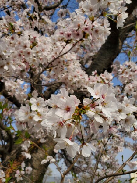 FBMI Missionary Go Oishi Prayer Letter Picture