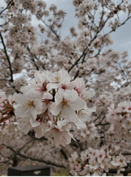 FBMI Missionary Go Oishi Prayer Letter Picture