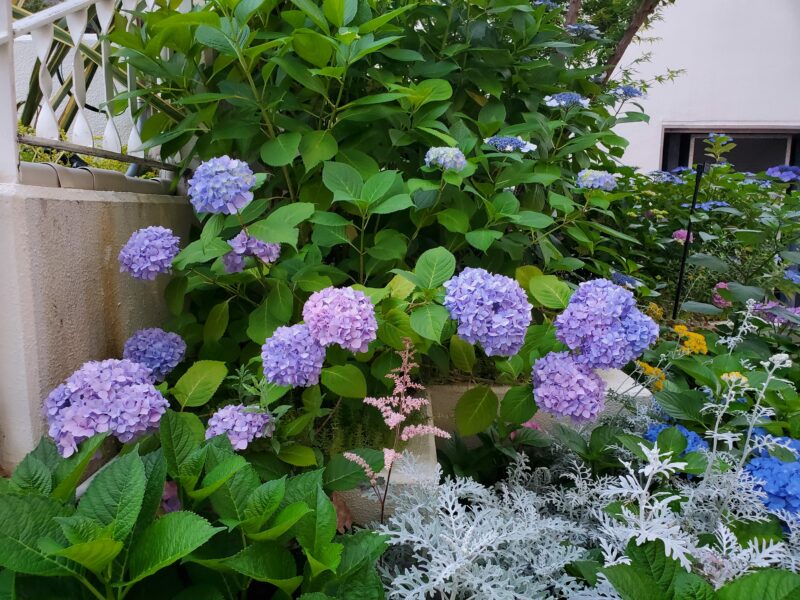 FBMI Missionary Go Oishi Prayer Letter Picture